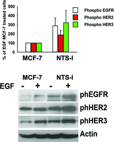 Synergy between NTS and EGF to activate EGFR, HER2, and HER3.