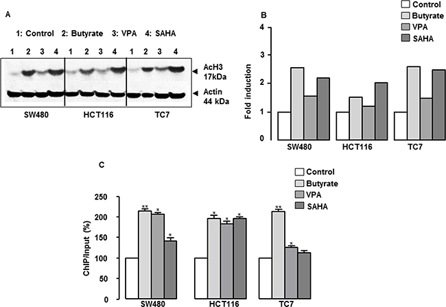 Role of histone acetylation in the regulation of CXCL12 gene expression and functional study.