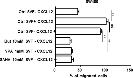 SW480 cell migration in Boyden chamber assays.