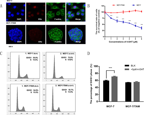 Detecting the expression of ER &#x03B1; and tamoxifen sensitivity in MCF-7 and MCF-7/TAM cell lines.