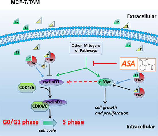 Diagramatic representation of the possible related molecular mechanism of MCF-7/TAM.