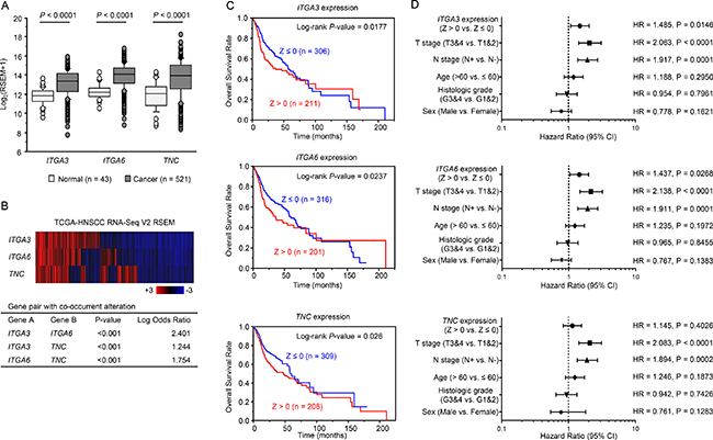 Clinical significance of three genes and miR-150-5p and miR-150-3p expression in HNSCC based on data from the TCGA database.