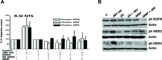 NTS regulation enhanced EGFR HER2, and HER3 activation in human lung cancer cell lines.