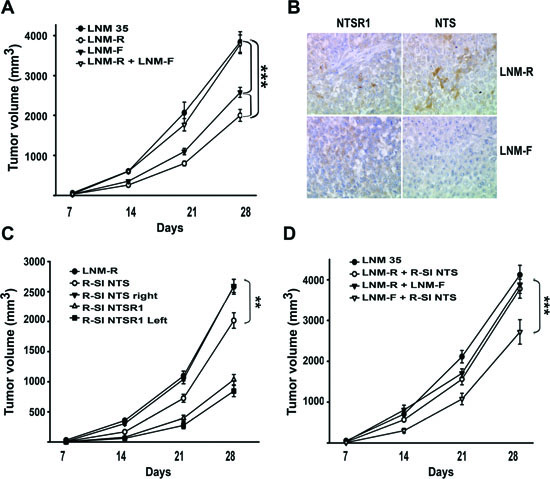 NTS/NTSR1 complex enhanced experimental tumor growth.