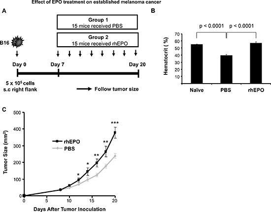 Effect of EPO treatment on established melanoma cancer.