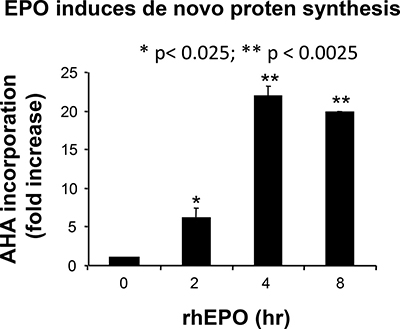 Effect of EPO on de novo protein synthesis.