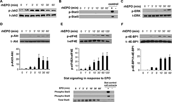 EPO signaling in B16 cells.