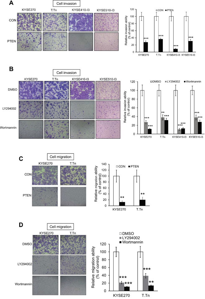 Inhibition of PI3K/AKT pathway suppresses esophageal cancer cell invasion and migration.