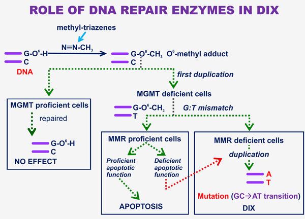 The role of DNA repair enzymes in DIX.