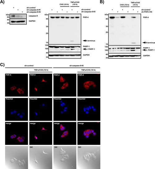 PAR-4 is required for TNF&#x3b1;-induced apoptosis.