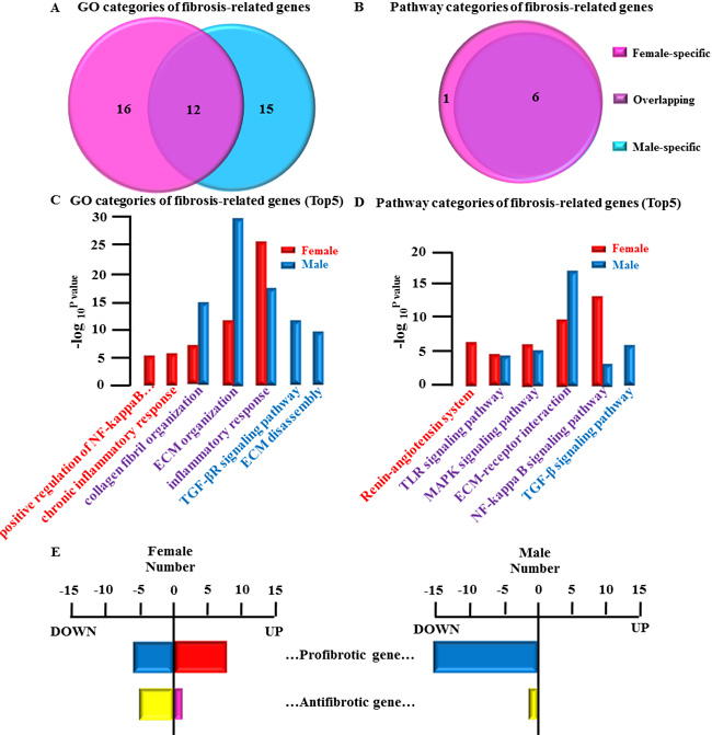 Gender differences in fibrotic-remodeling-related genes and their categories.