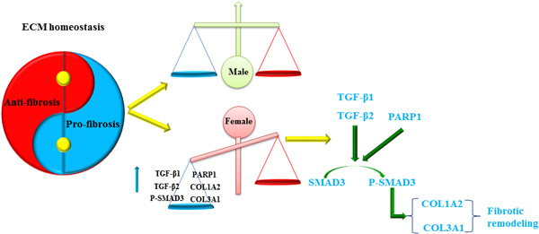 Gender-difference in remodeling and homeostasis of ECM.