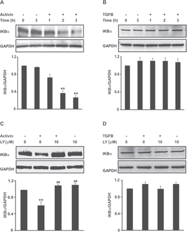 Activin but not TGFB reduces IKB&#x03B1; protein expression in a PI3K-dependent manner.