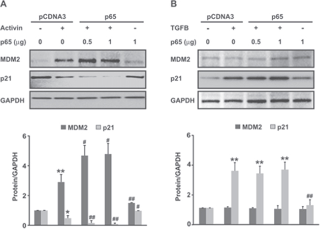 MDM2, an ubiquitin ligase, is induced by Activin and NFkB but not by TGFB.