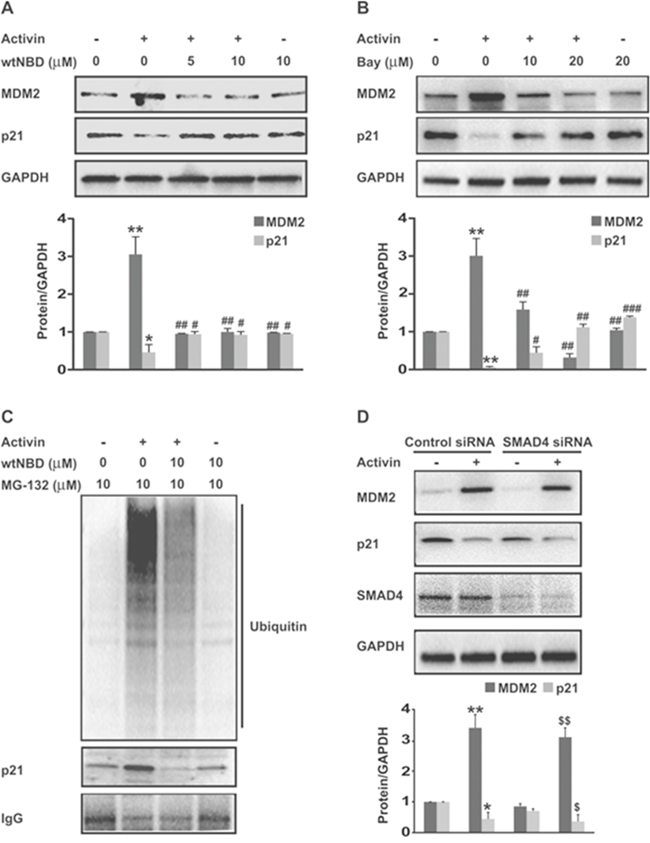 Upregulation of MDM2 expression and p21 ubiquitination by activin via NFkB is SMAD4-independent.