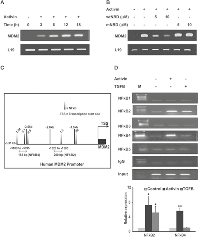 Activin increases MDM2 expression via recruitment of NFkB p65 to the MDM2 promoter.