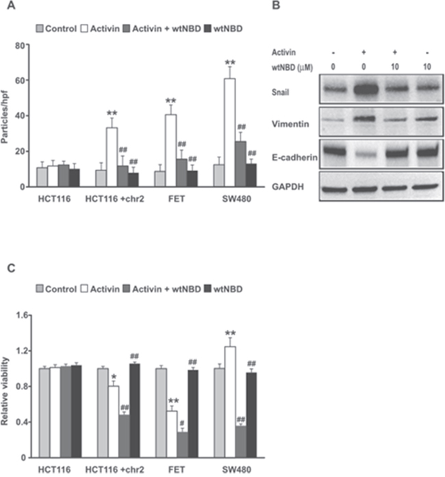 NFkB inhibition suppresses activin-induced migration, epithelial mesenchymal transition and enhances activin-induced loss of cell number in colon cancer cell lines.