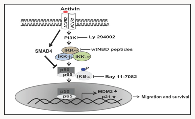 Schematic diagram of proposed activin pathway signaling through NFkB activation.