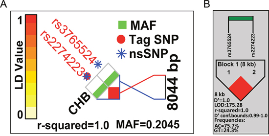 Patterns of LD plots for two selected SNPs in the PLCE1 gene.