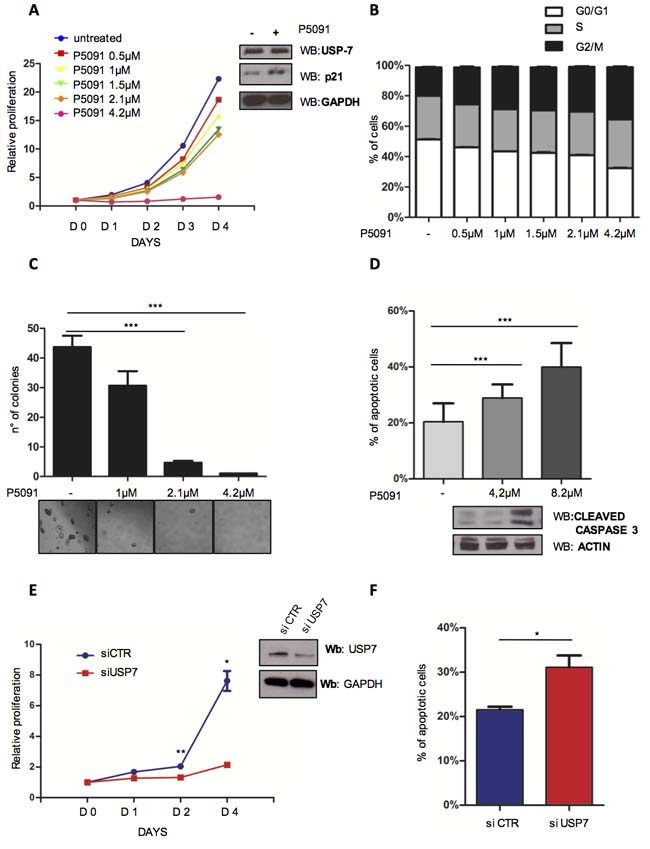 Targeting USP7 induces growth inhibition and apoptosis in CLL cell lines.