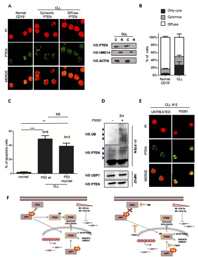 P5091 affects USP7/PTEN network also in primary CLL samples.