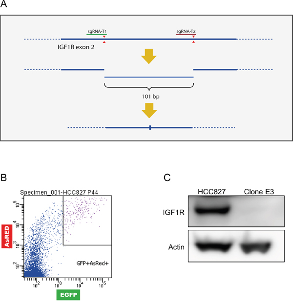 Generation of a HCC827(IGF1R&#x2212;/&#x2212;) cell line.