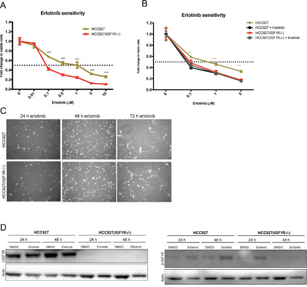 IGF1R activation in the initial response to erlotinib.