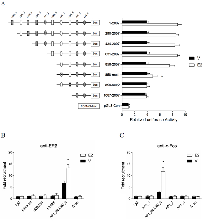 half-EREs and AP1 binding sites involved in the induction of E2.