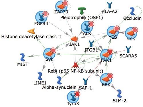 Biological network of kinases identified as activated in metastatic RCC.