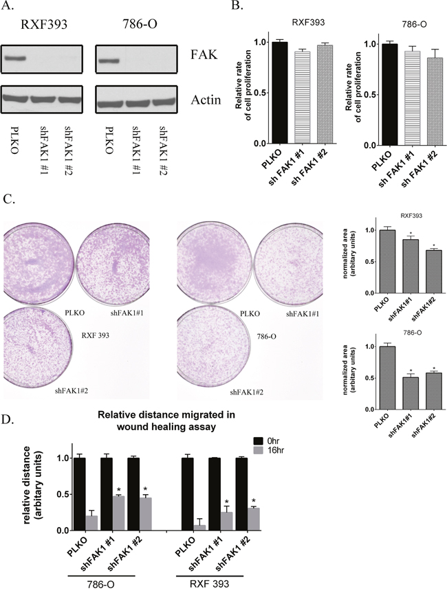 Genetic knockdown of FAK1 in RCC lines recapitulates the effects of FAK1 kinase inhibitor.