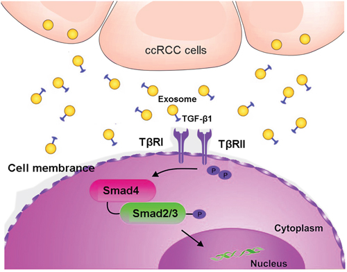 A schematic illustration showed that clear cell renal carcinoma cell-derived exosomes could induce NK cells dysfunction by activating Smad signaling through exosomal surface TGF-&#x03B2;1.