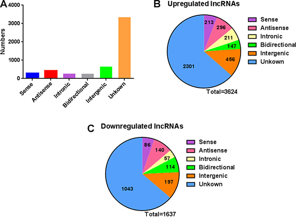 The classification of lncRNAs into six categories (sense, antisense, intronic, intergenic, bidirectional and unknown) according to their relationships with protein-coding genes.
