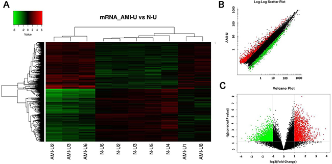 Differential expression of mRNAs related to corresponding lncRNAs in patients with acute myocardial infarction (AMI) and control individuals in Uyghur ethnicity.
