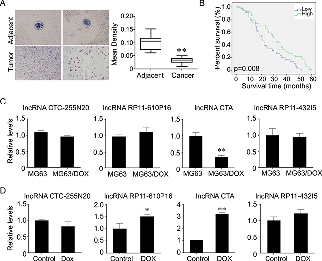 Low lncRNA CTA predicts a poor prognosis in patients with osteosarcoma, and is associated with DOX-resistance in MG-63 cells.
