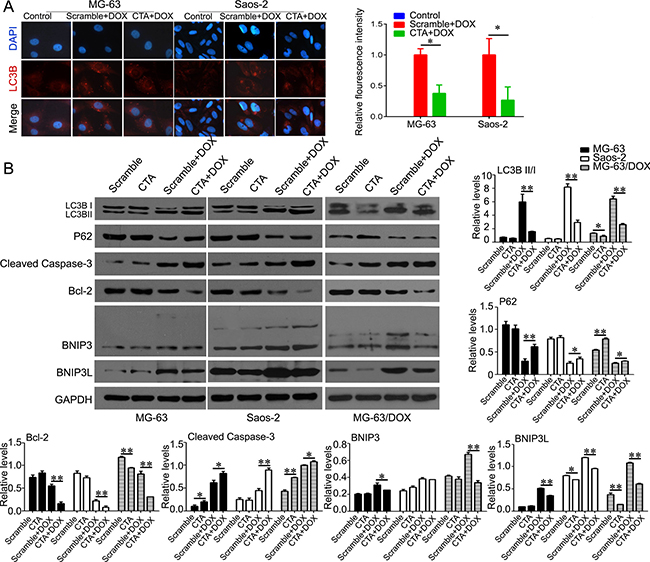 LncRNA CTA inhibits autophagy that induced by DOX.