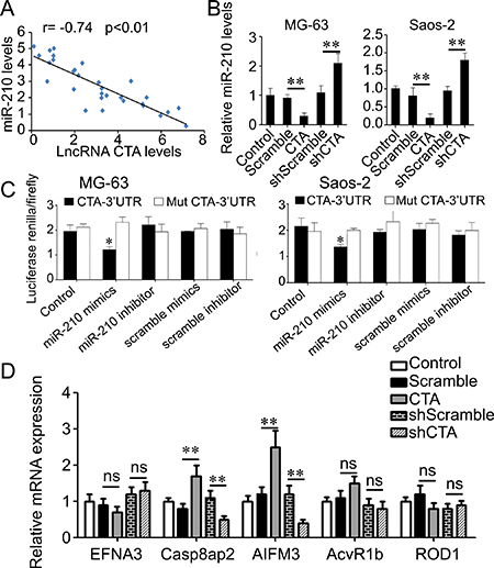 LncRNA CTA regulates miR-210&#x2019;s targets by competitively binding to miR-210.
