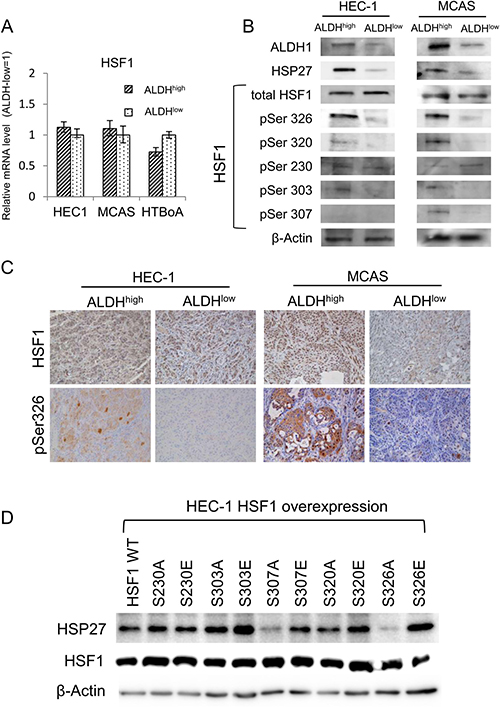 Stress-activated transcription factor HSF1 works upstream of HSP27.
