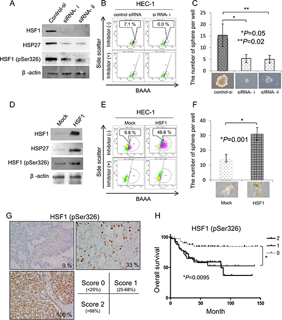 Phosphorylation of HSF1 at Ser326 is related to the maintenance of CSCs/CICs and poorer prognosis.