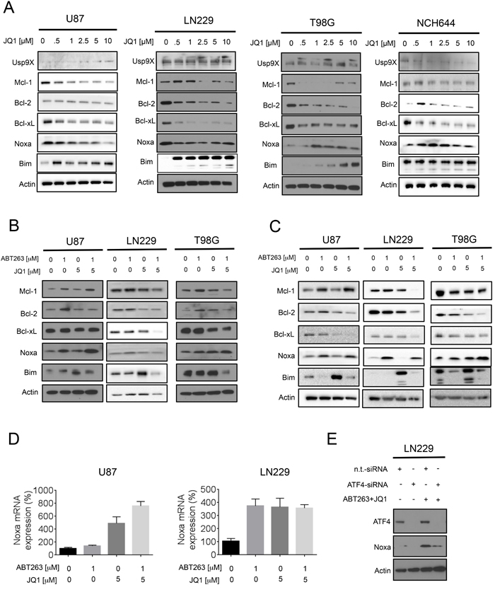 Treatment with JQ1 and the combination treatment (ABT263+JQ1) modulates protein expression of the Bcl-2 family of proteins.