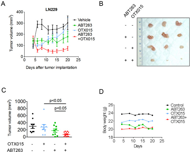 Combined treatment with ABT263 and OTX015 leads to a regression of glioblastoma xenograft tumors.