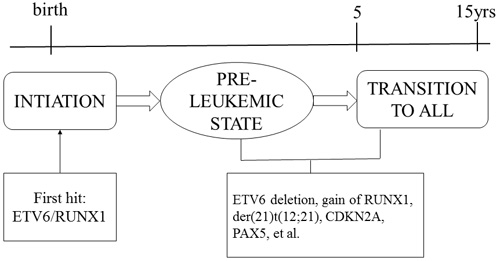 Two-hit model of the natural history of E/R-positive ALL.