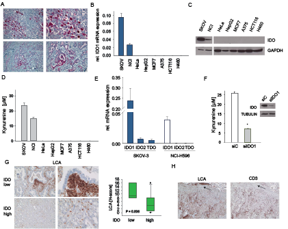 Constitutive IDO expression and activity in human cancer cells.