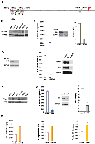 STAT3 mediates constitutive IDO1 expression