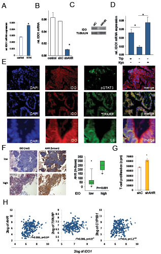 IDO sustains its expression via an autocrine AHR-IL-6-STAT3 loop.