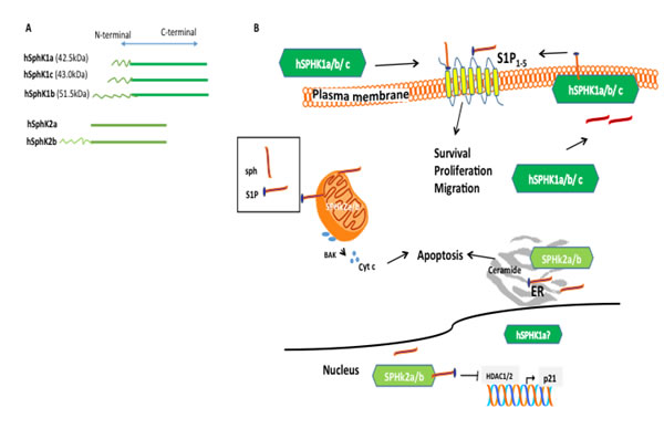 Subcellular distribution of SphK isozymes and function.