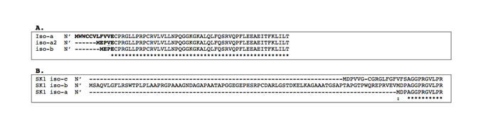 Alignment of the N-terminal amino acid sequences of the mSphK1 and hSphK1 isoforms.