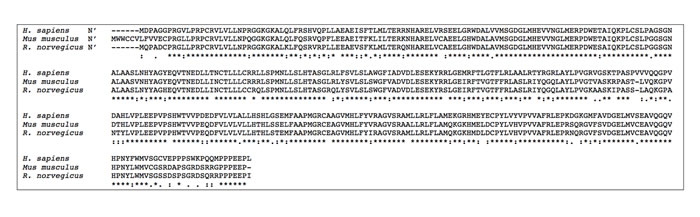 Comparative alignment of human and murine SphK1 amino acid sequences.
