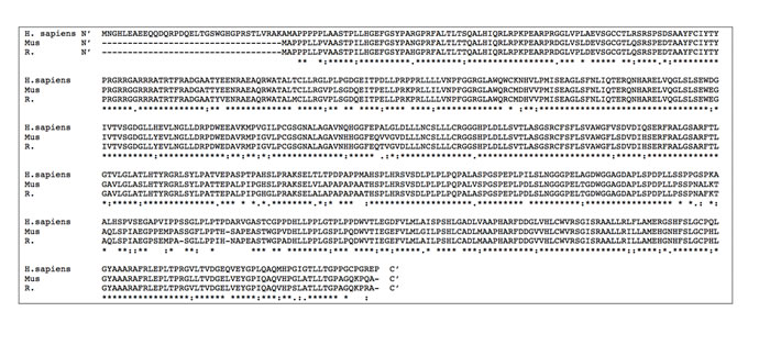 Comparative alignment of human and murine SphK2 amino acid sequences.