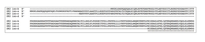 Predicted N-terminal sequence alignment of the hSphK2 isoforms.