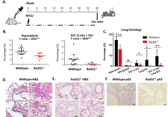 Loss of Rad52 decreases carcinogenesis in mice treated with NTCU.